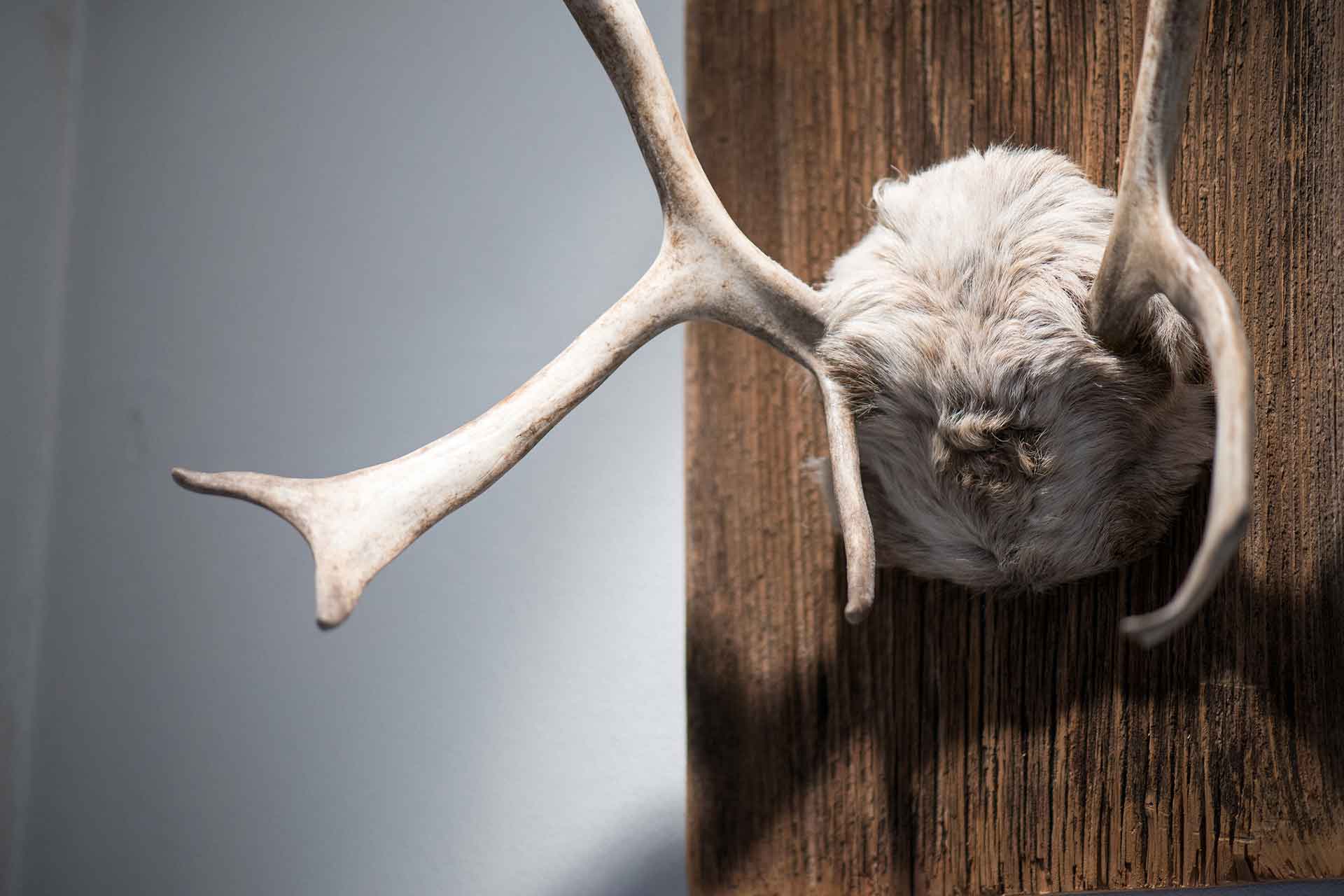 Echtes Rentier-Geweih auf Altholz