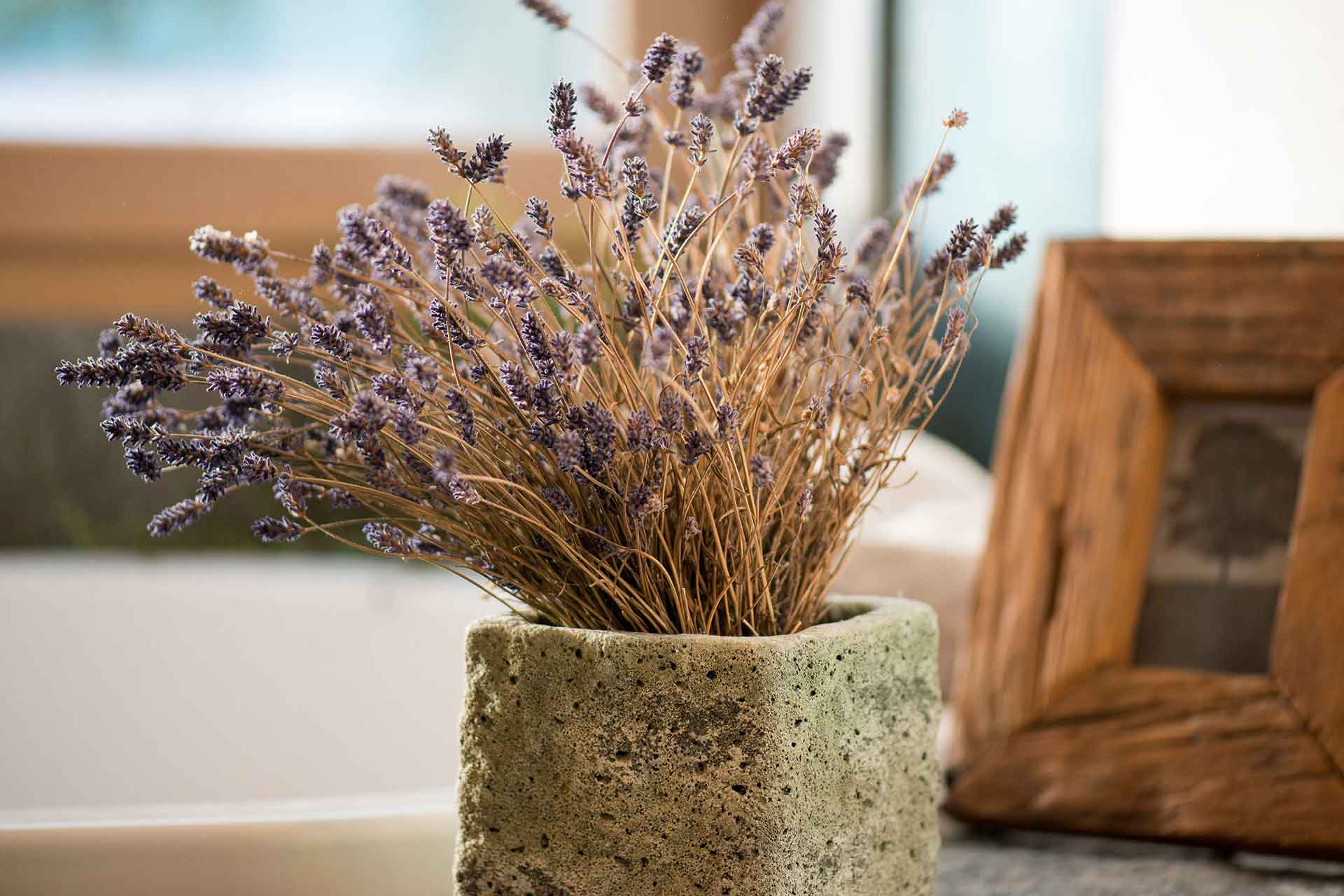 Echter Lavendel in Steinschale