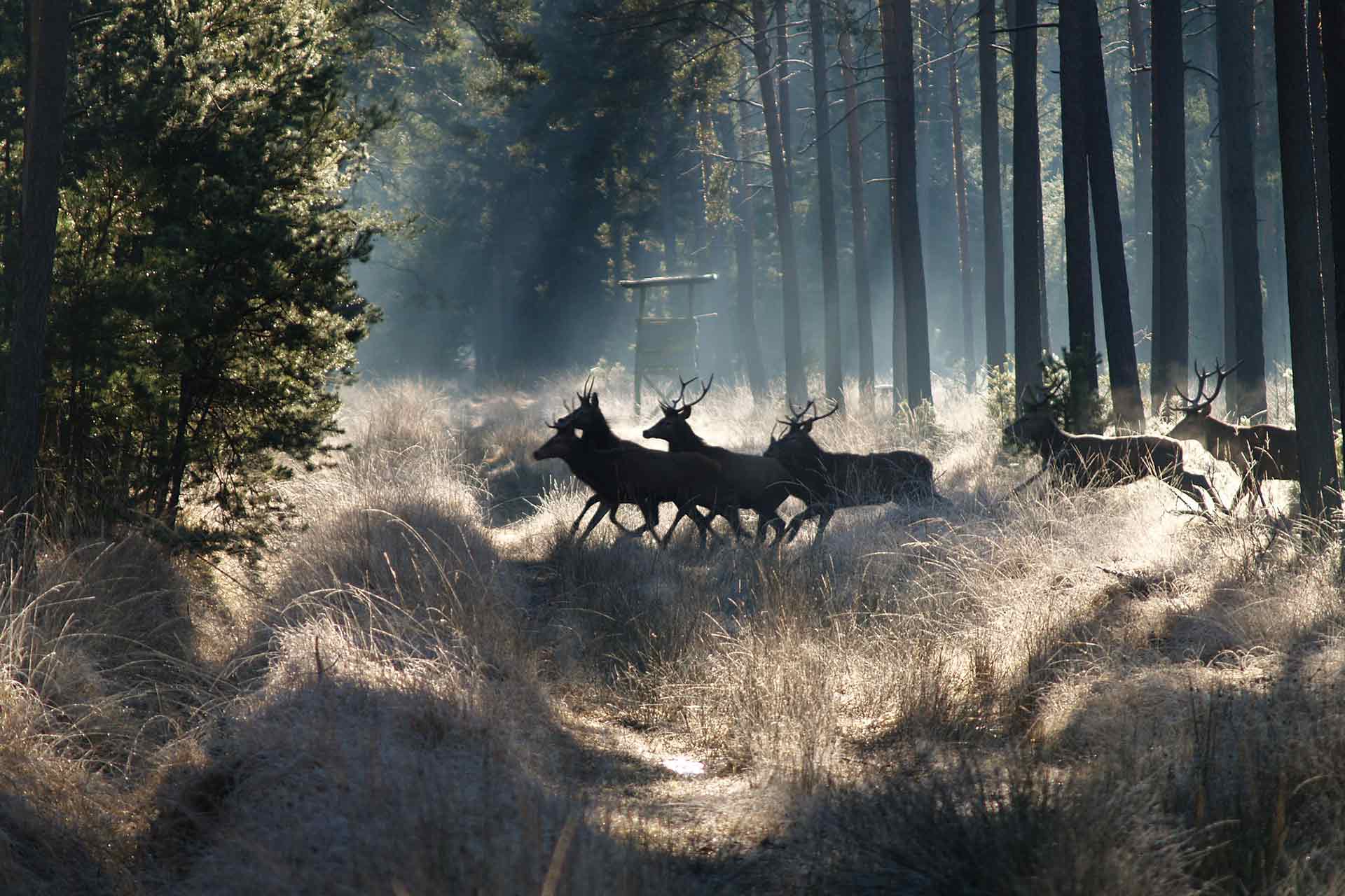 Mystischer Wildwechsel in Norwegen