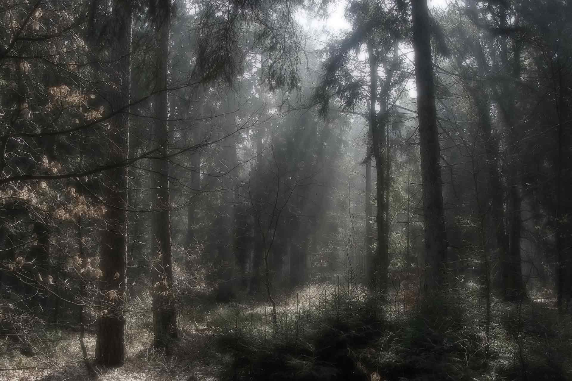 Verträumter norwegischer Märchenwald