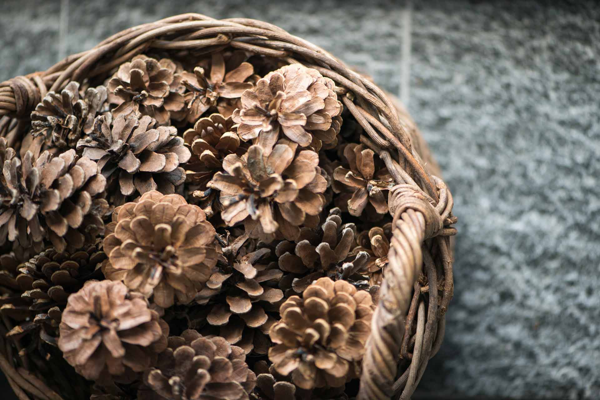 Wilde Tannzapfen in echtem Weidenkorb