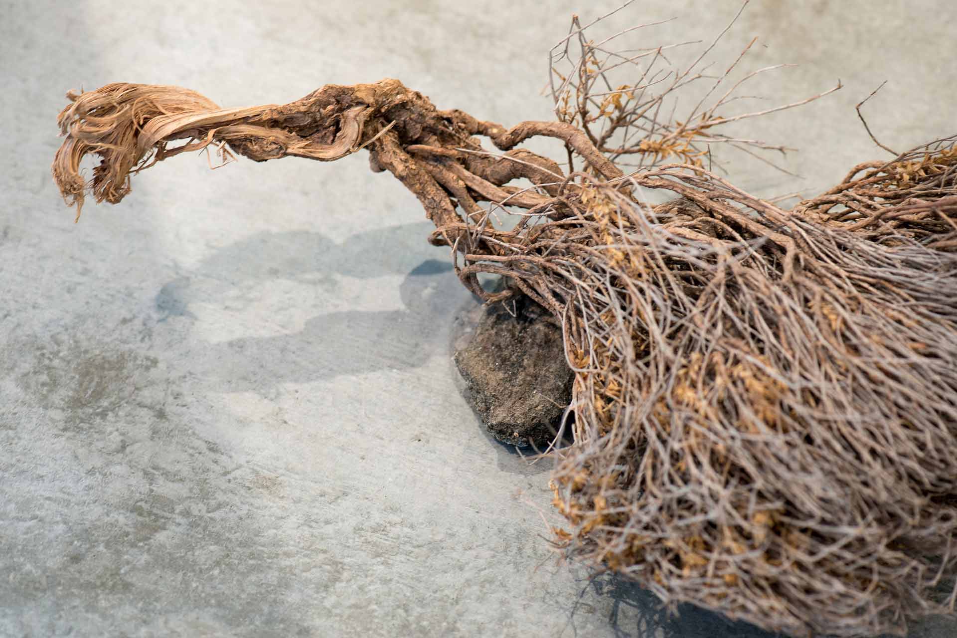 Schlichtes, wildes Holz